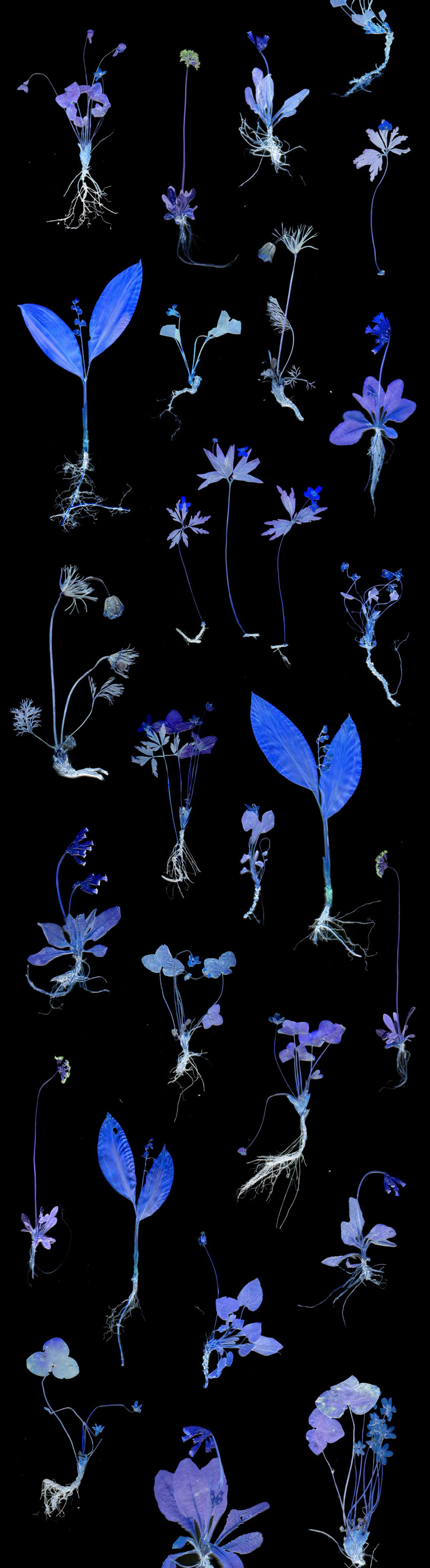 millefleur