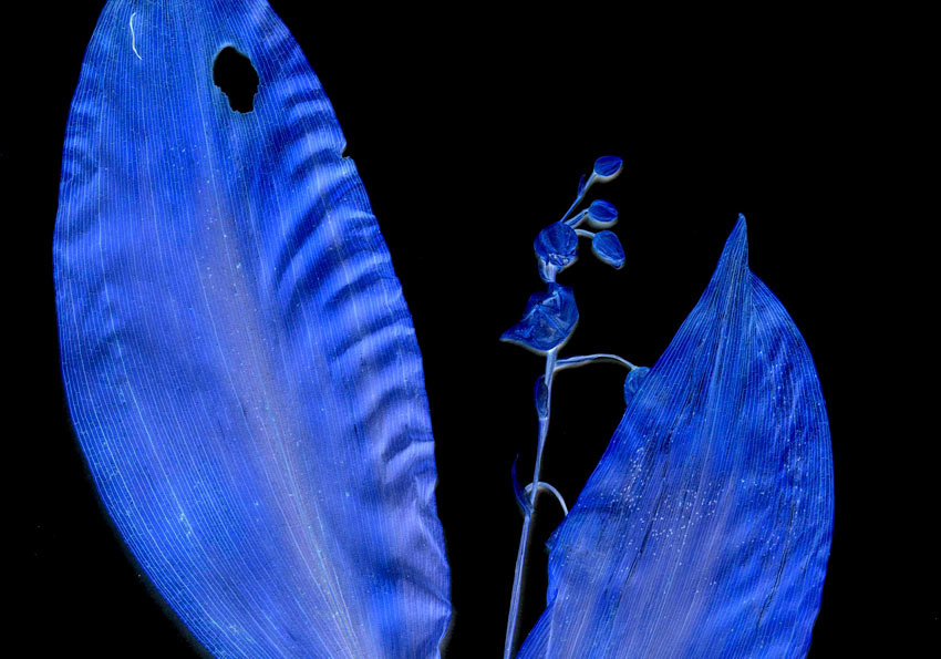 millefleur